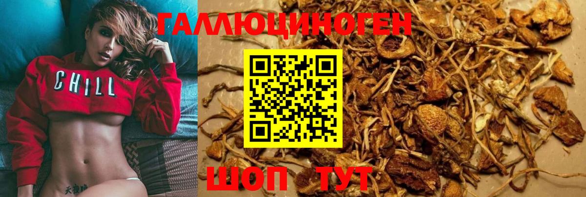 купить наркотик  Вход с VPN  Северск  Псилоцибиновые грибы MAGIC MUSHROOMS 